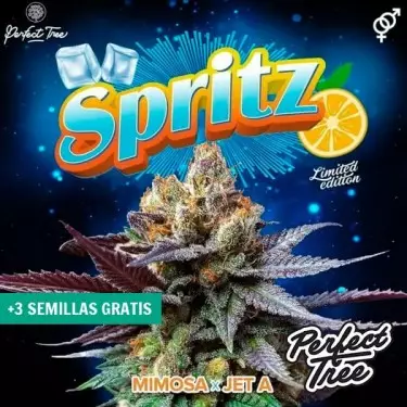 Semi Spritz di Perfect Tree ▷ Sapore agrumato🍋 e fruttato🌸 | GB