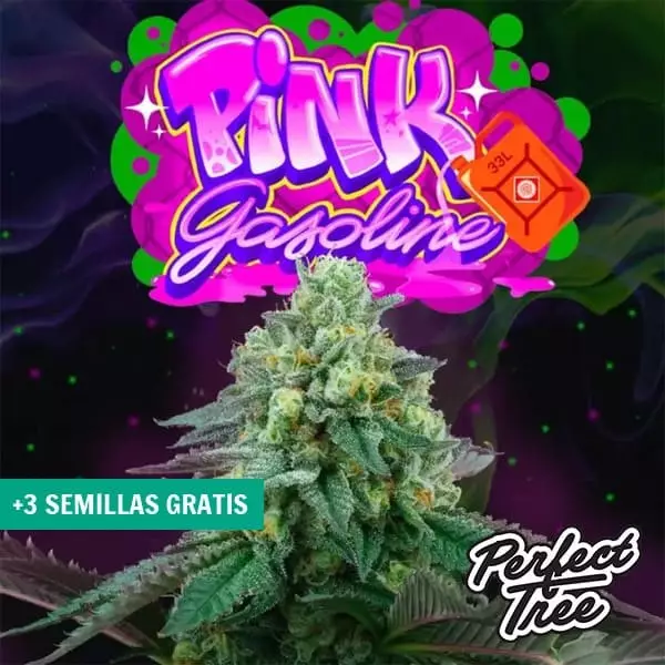 Visualizzazione Pink Gasoline 【Genetica Premiata dal Sapore Intenso】 | GB