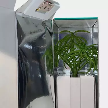 Contenitore per il trasporto di talee