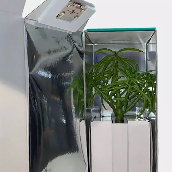 Contenitore per il trasporto di talee