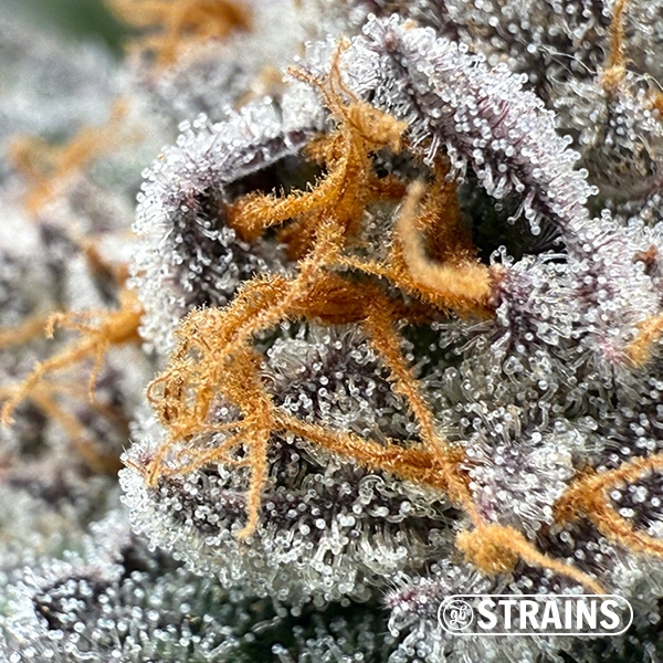 Gelonade, seme femminizzate di GB Strains: Agrumate e produzione estrema