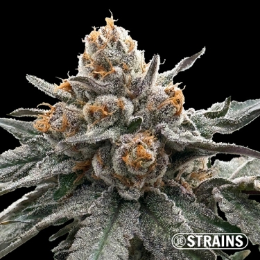 Gelonade, seme femminizzate di GB Strains: Agrumate e produzione estrema