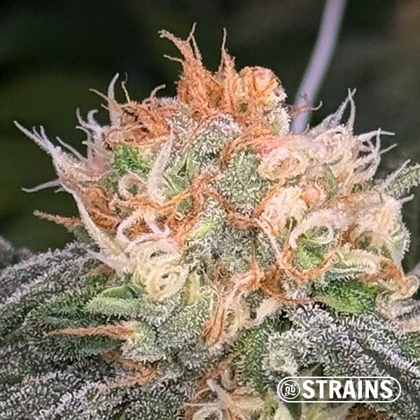 Too Much Papaya: sapore e potenza eccezionali con GB Strains