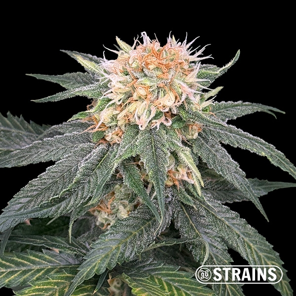 Visualizzazione Too Much Papaya: sapore e potenza eccezionali con GB Strains