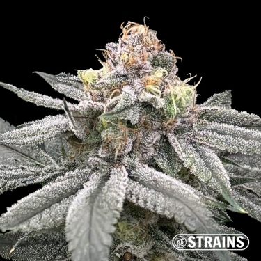 Zushi Z, seme femminizzato di GB Strains: Esplosione di sapore