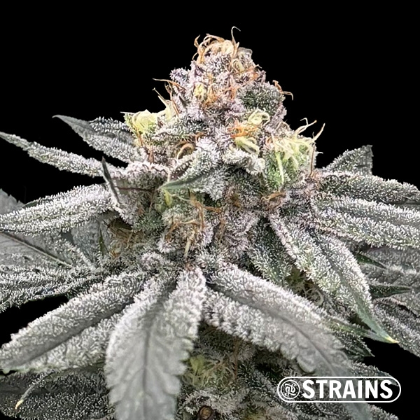 Visualizzazione Zushi Z, seme femminizzato di GB Strains: Esplosione di sapore