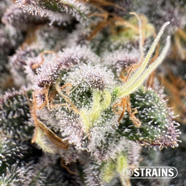 Zushi Z, seme femminizzato di GB Strains: Esplosione di sapore