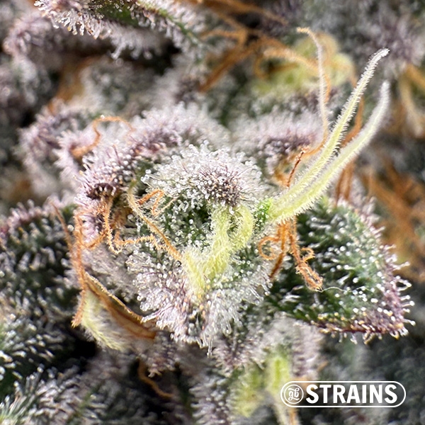 Zushi Z, seme femminizzato di GB Strains: Esplosione di sapore