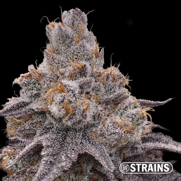 Visualizzazione Dulce de Uva – Semi femminizzati dal sapore fruttato intenso