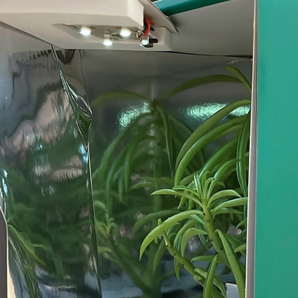 Scatola di trasporto per talee | Spedizione sicura delle piante