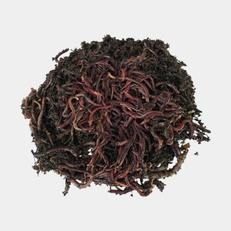 Lombrico rosso californiano