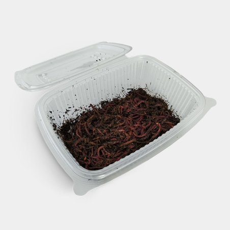 Lombrico rosso californiano