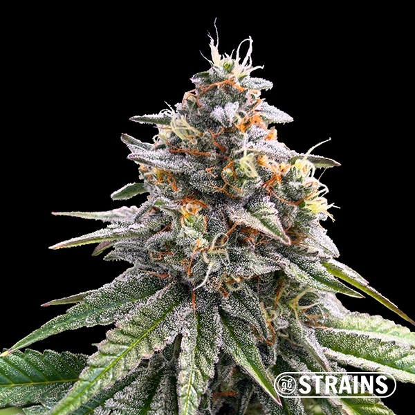 Visualizzazione Dubai Chocolate