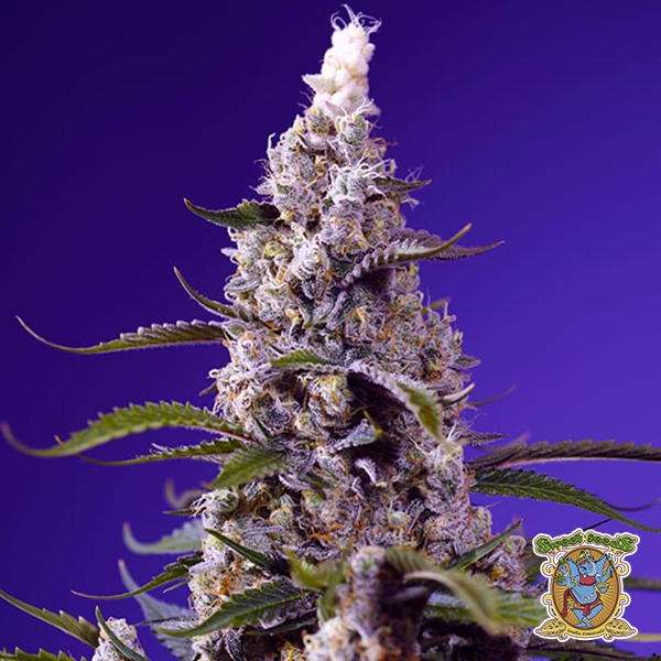 Visualizzazione Banana Cream Cake XL Auto Sweet Seeds
