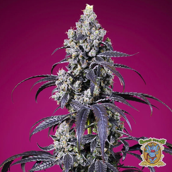 Visualizzazione Tropicanna Cherry XL Auto Sweet Seeds