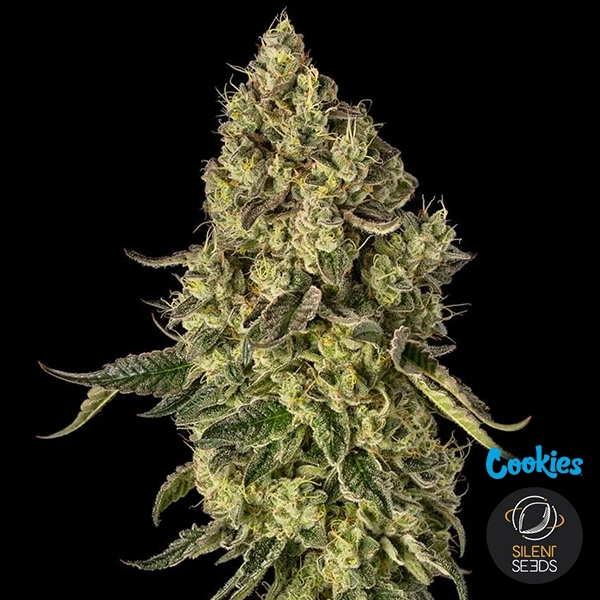 Visualizzazione Peach Cake | Silent Seeds & Cookies