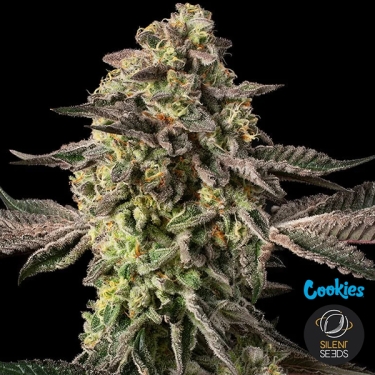 Sugar Rock di Silent Seeds & Cookies | Seme Femminizzata