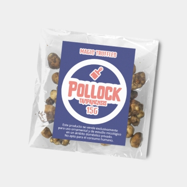 Tartufi Tampanensis Pollock 》Un Dolce Inizio Psichedelico 🌺