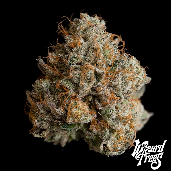 Visualizzazione Night Ritual di Wizard Trees