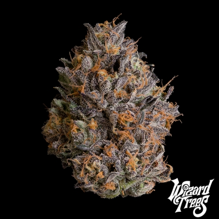 Black Bow di Wizard Trees