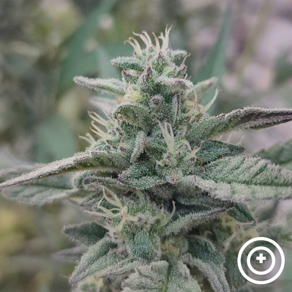 Visualizzazione Deep State Purple City Genetics