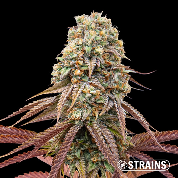 Visualizzazione Uva Dulce Auto: Autofiorenti dolci e potenti GB Strains