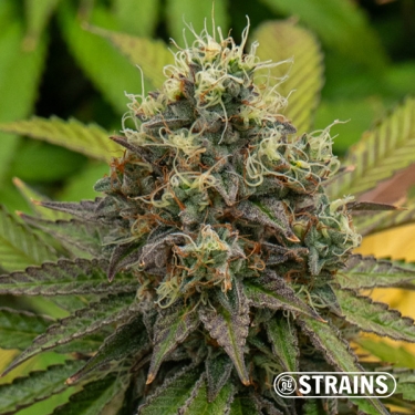 Gelonade Auto GB Strains: Potente, agrumata e resinosa