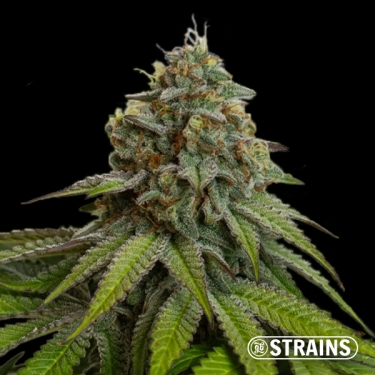 Gelonade Auto GB Strains: Potente, agrumata e resinosa