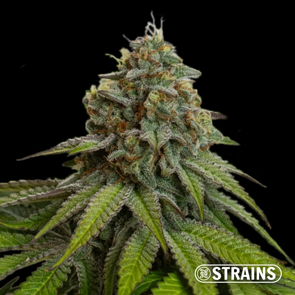 Visualizzazione Gelonade Auto GB Strains: Potente, agrumata e resinosa