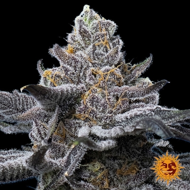 Seme femminizzato LFG di Barney's Farm | Potenza brutale