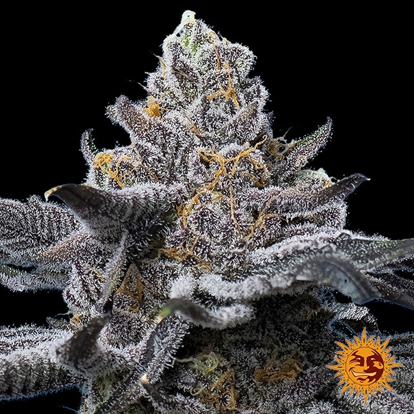 Visualizzazione Seme femminizzato LFG di Barney's Farm | Potenza brutale