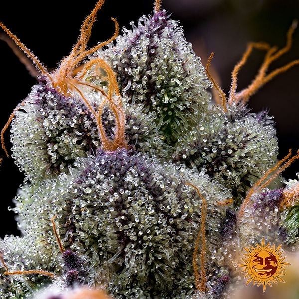 Seme femminizzato LFG di Barney's Farm | Potenza brutale