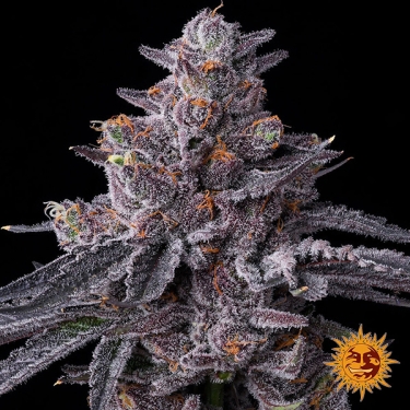 Semi femminizzati Zillions di Barney’s Farm | Sapore di caramella