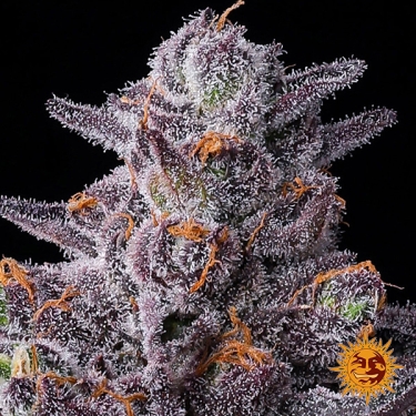 Semi femminizzati Zillions di Barney’s Farm | Sapore di caramella