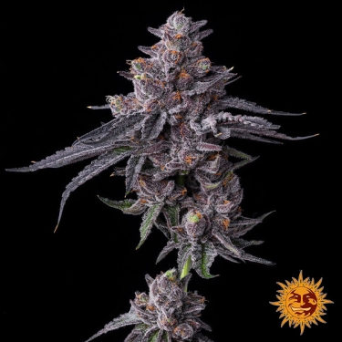 Semi femminizzati Zillions di Barney’s Farm | Sapore di caramella