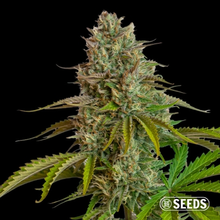 Fantasy Melon Auto
