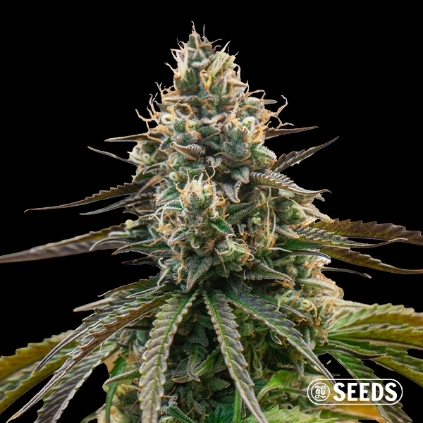 Visualizzazione Auto Orange Mintz