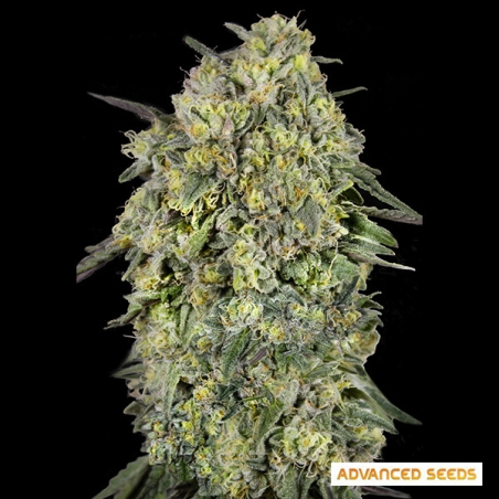 Papaya Triploid di Advanced Seeds