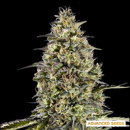 Runtz Triploid di Advanced Seeds