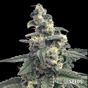 Blue Monster GB Seeds