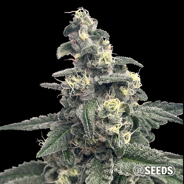Visualizzazione Blue Monster GB Seeds