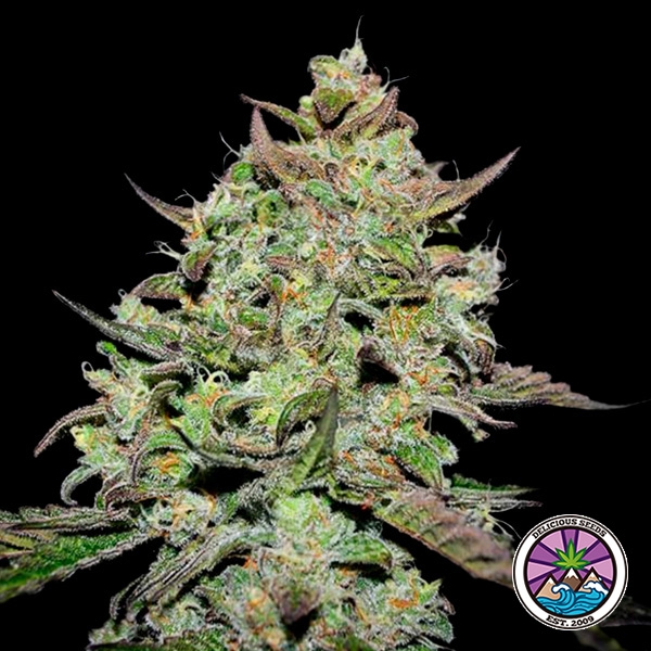 Visualizzazione Lemon Gazzy