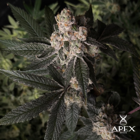 Grape Pie di Apex Seeds | Potenza, sapore e resina