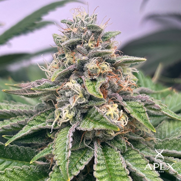 Visualizzazione Monchi Gelatto di Apex Seeds | Alta produzione e profilo dolce