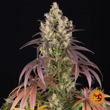 Lemon Cherry Gelato Barney's x Backpack Boyz | Semi GB