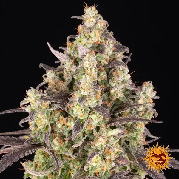 Lemon Cherry Gelato Barneys Farm x Backpack Boyz