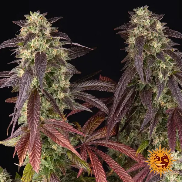 Lemon Cherry Gelato Barneys Farm x Backpack Boyz