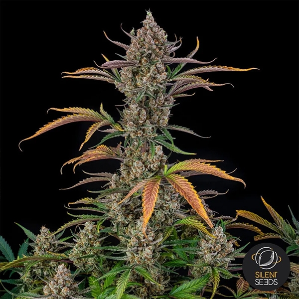 Rainbow Breath Auto laterale