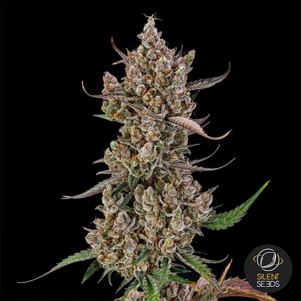 Rainbow Breath Auto centrale