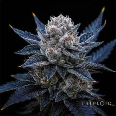 Guava Ice Cream Triploid | Seme femminizzato GB